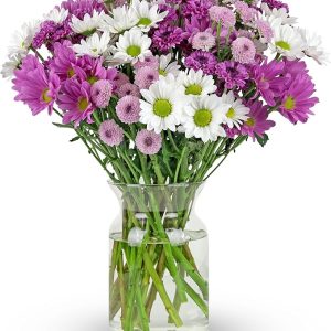 Chrysanthemum Daisies