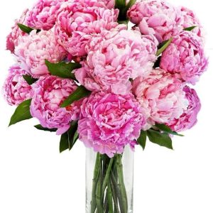Peonies